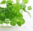mentha